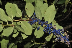 Gaultheria fragrantissima